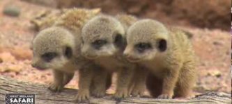 Meerkats%21