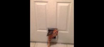 Fat+Cat+Squeezes+Through+Small+Doggie+Door
