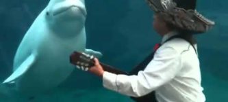 Mariachi+Connecticut+serenades+a+beluga+whale.