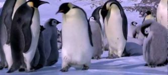 Penguin+bloopers.