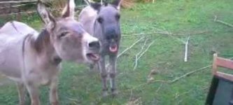 A+donkey+watching+a+donkey.