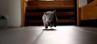 Just+a+baby+wombat.