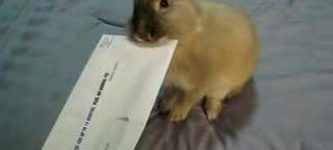 MIT+Bunny+Letter+Opener