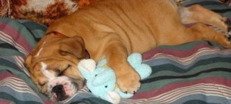 10+Fun+Facts+About+Adorable+Sleeping+Animals