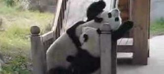 Pandas+on+a+slide.