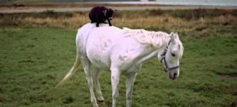 Goat+on+a+Horse%2C+Newfoundland