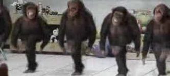 Just+dancing+chimps.