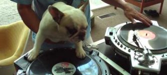 DJ+Dog.