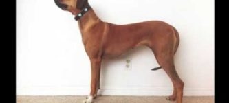 Sophia+Grows.+A+Rhodesian+Ridgeback+Time-lapse.