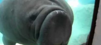 Manatee+vs+glass