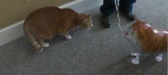 Bert+the+cat+vs.+cat+balloon.