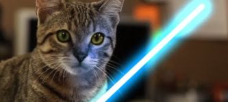 jedi+cat