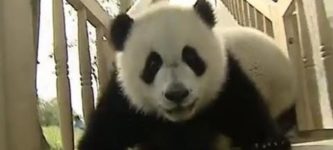 Pandas+on+Slide+%26%238211%3B+Compilation