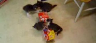 Box+of+Kittens