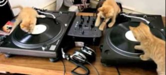DJ+kitteh.