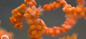 You+guys%2C+pygmy+seahorses+are+awesome%21