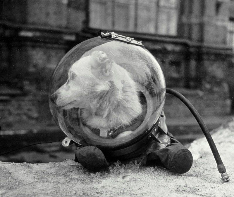 Belka%2C+a+Soviet+dog+who+went+to+space+in+the+Sputnik+5.+She+returned+to+Earth+safely.+August+1960.