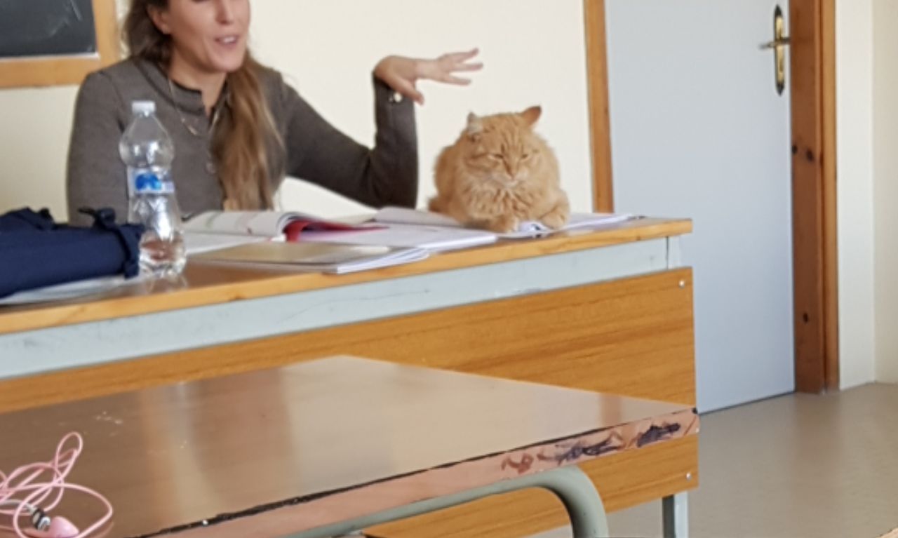 Stray+kijje+loves+to+sneak+inside+the+school+and+sit+on+the+teachers+desk