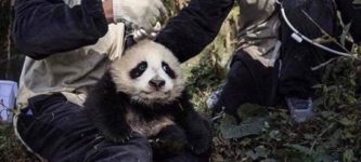 Chinese+panda+keepers+wear+panda+costumes+to+prevent+human+attachment