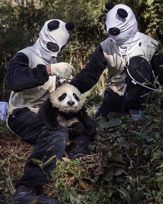 Chinese+panda+keepers+wear+panda+costumes+to+prevent+human+attachment