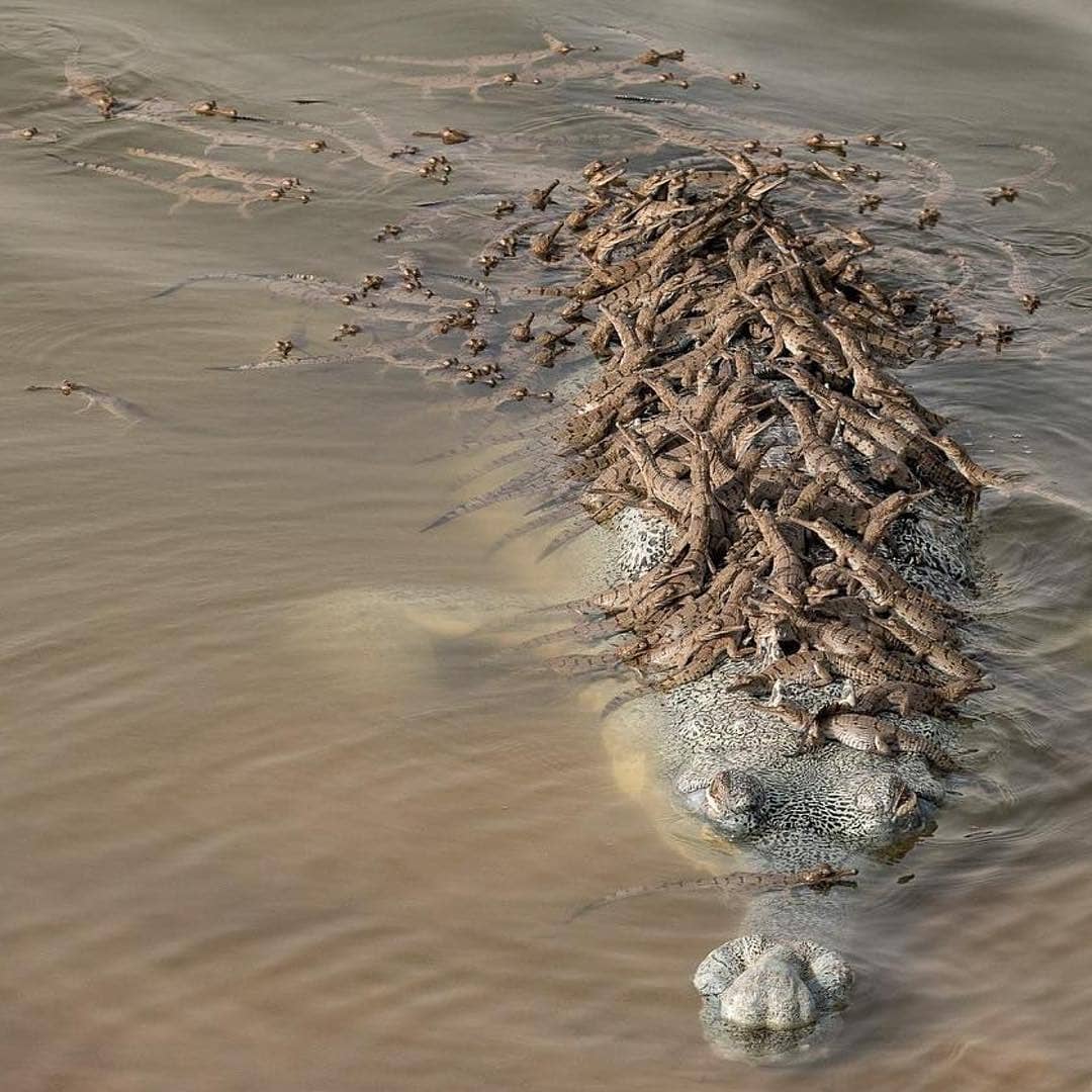 Adult+Gharial+carrying+its+offspring