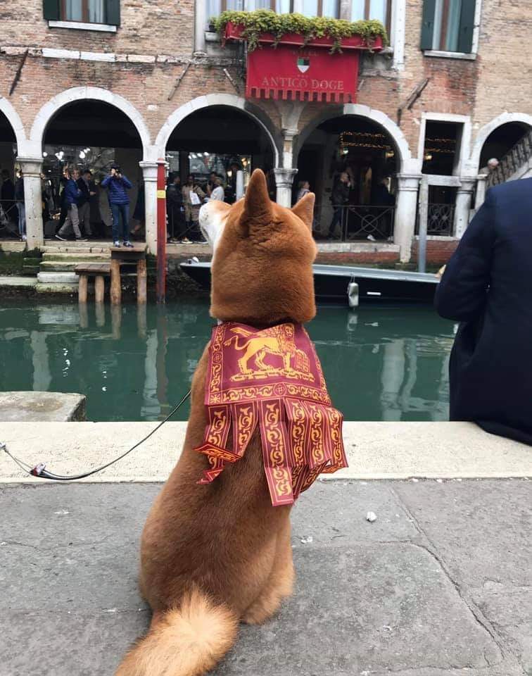 A+Doge+in+Venice