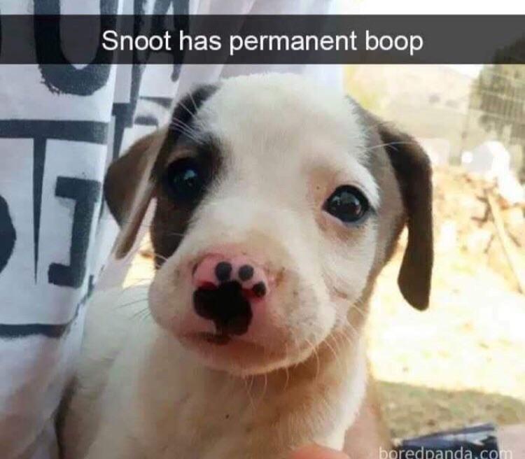 Permanent+snoot+boop