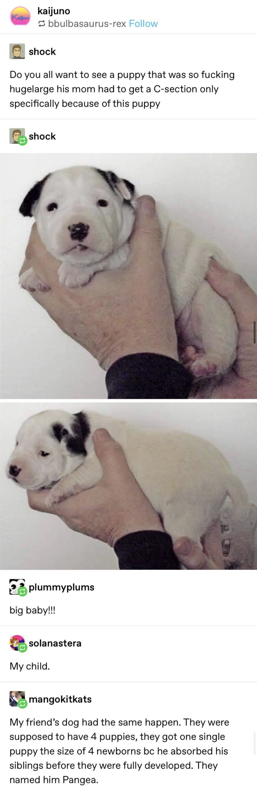 Large+boi+causing+a+trouble.