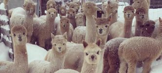 Winter+at+an+alpaca+farm