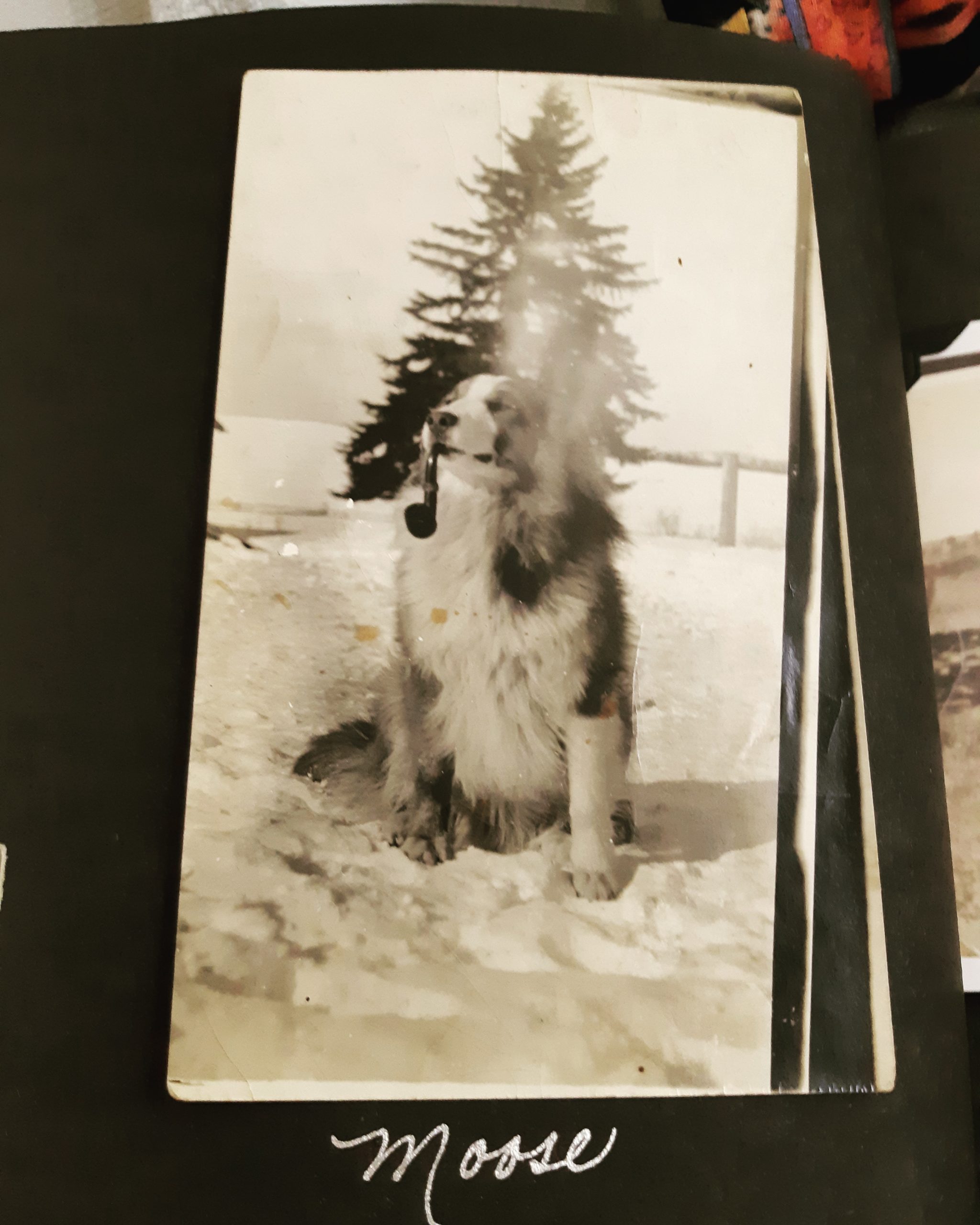 Moose+did+like+his+pipe%26%238230%3B