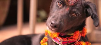 Kukur+Tihar+in+Nepal.+A+festival+to+celebrate+the+bond+between+Dogs+and+Humans