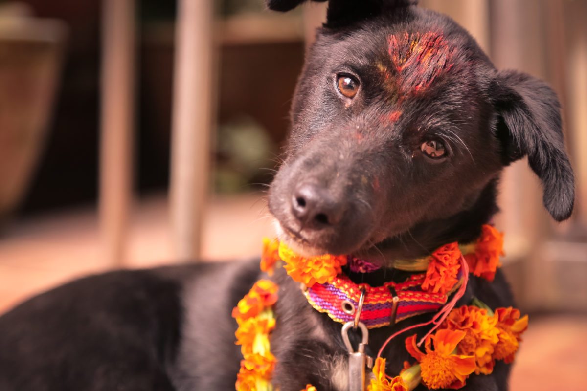 Kukur+Tihar+in+Nepal.+A+festival+to+celebrate+the+bond+between+Dogs+and+Humans