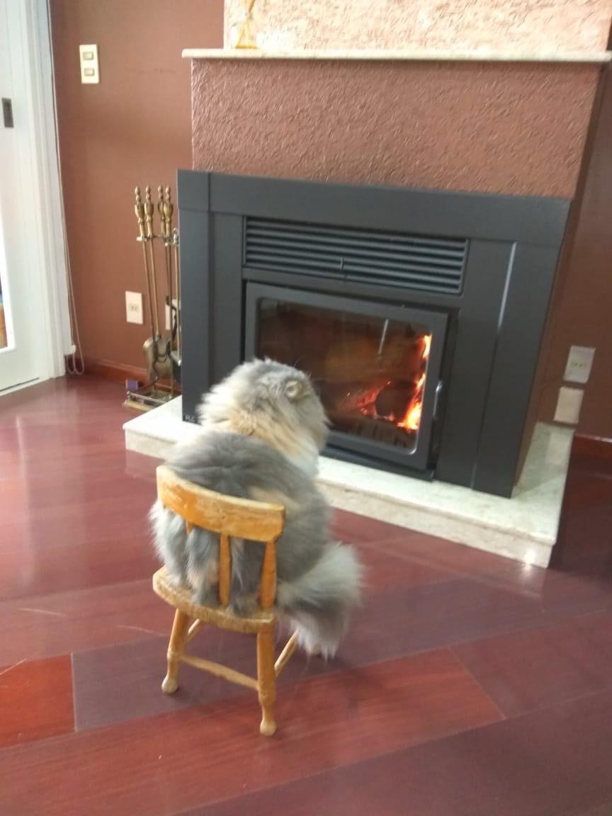 My+friend%26%238217%3Bs+cat+likes+the+fireplace