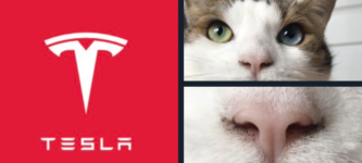 Tesla+logo+is+just+a+cat%26%238217%3Bs+nose