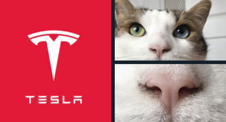 Tesla+logo+is+just+a+cat%26%238217%3Bs+nose