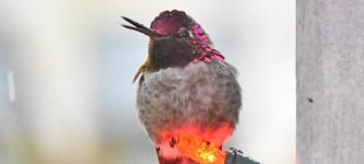 Hummingbird+enjoying+the+small+amount+of+heat+from+lights+during+freezing+rain