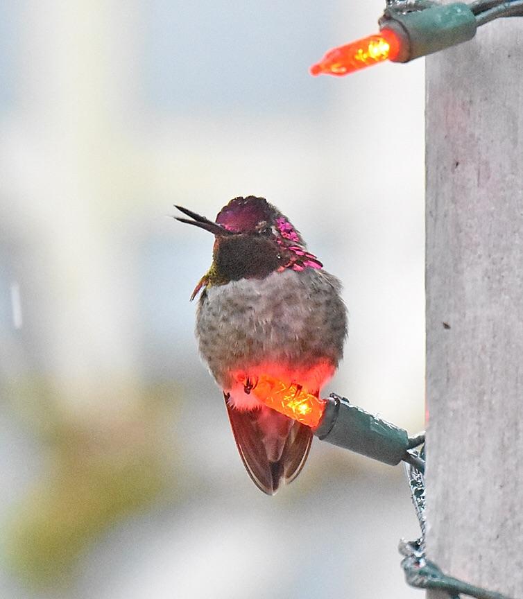 Hummingbird+enjoying+the+small+amount+of+heat+from+lights+during+freezing+rain