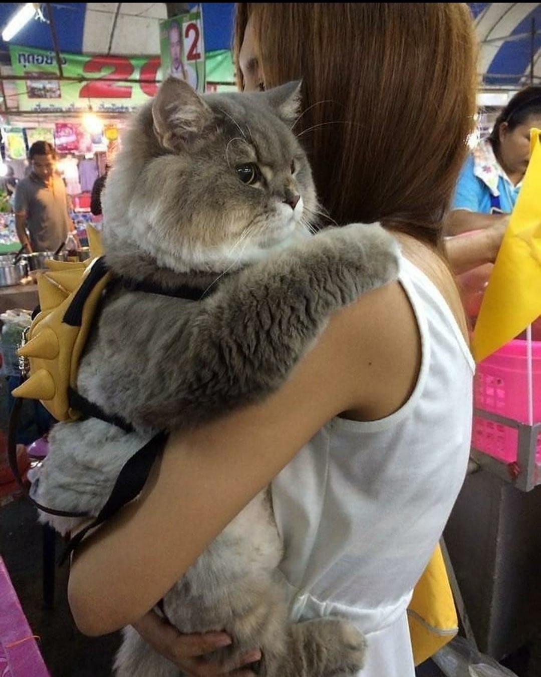 I+m+not+fat%2C+I+just+FLUFFY