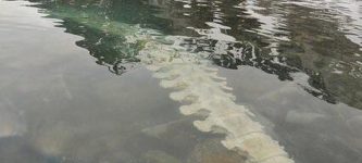 Fin+whale+vertebrae+beneath+the+water+of+a+lake+in+Svalbard%2C+Norway