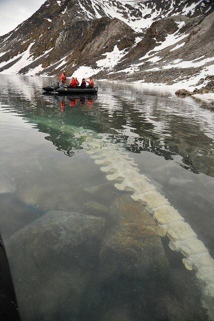Fin+whale+vertebrae+beneath+the+water+of+a+lake+in+Svalbard%2C+Norway