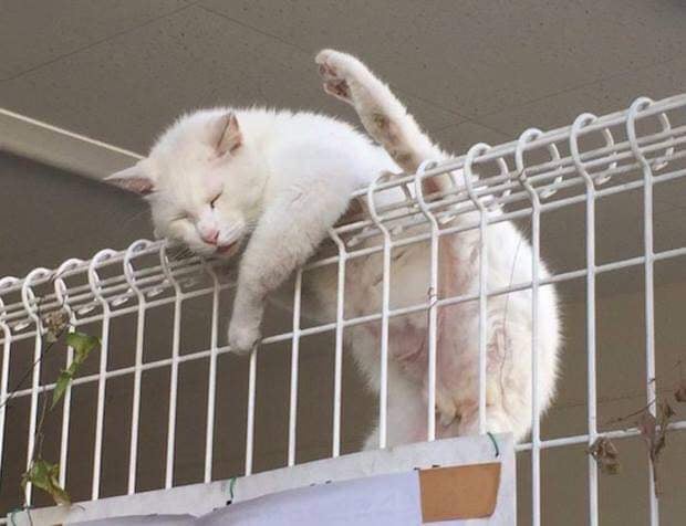 Thought+he+was+stuck+but+realized+he+was+just+extreme+napping.