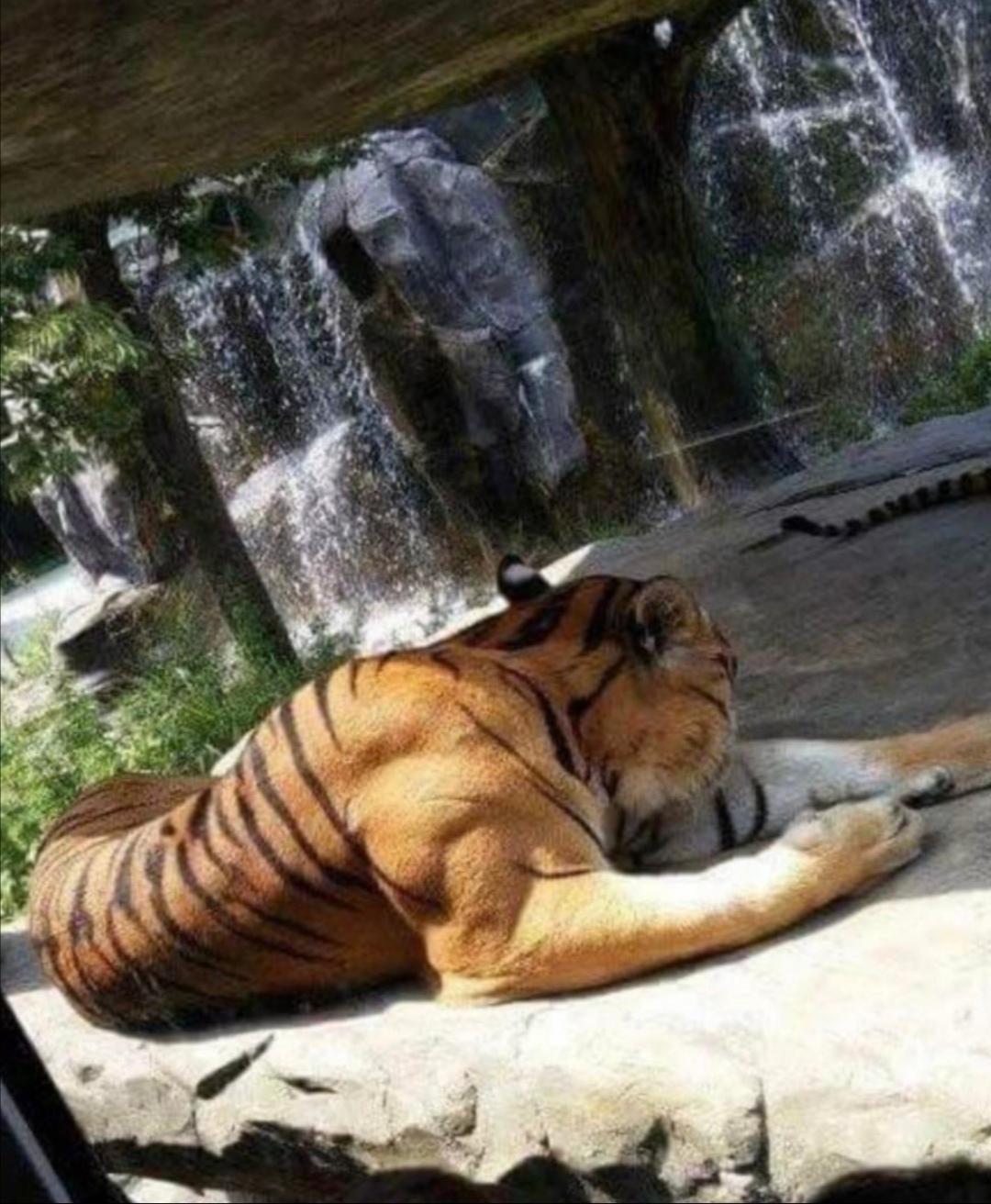 Siberian+tiger+leg+muscles