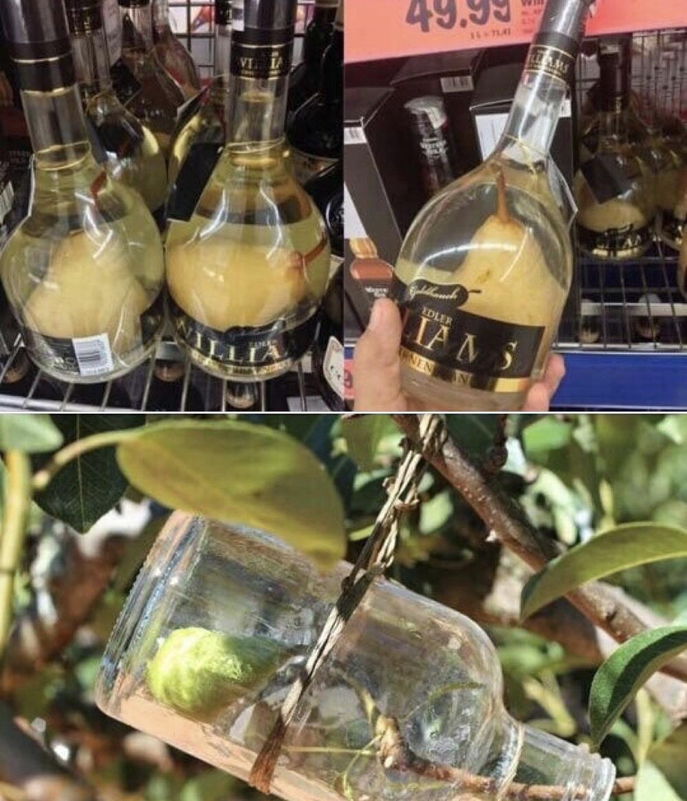 It+puts+the+pears+in+the+bottle.