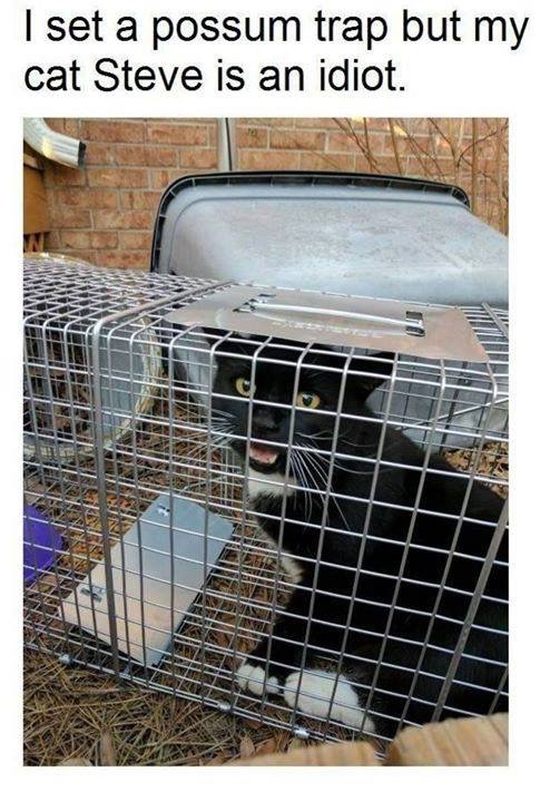 Got+dammit%2C+Stephan.