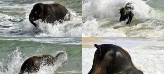 When+a+baby+elephant+sees+the+ocean+for+the+first+time.
