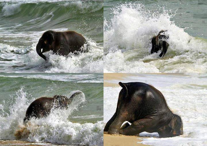 When+a+baby+elephant+sees+the+ocean+for+the+first+time.