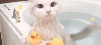 Duck%2C+duck%2C+cat