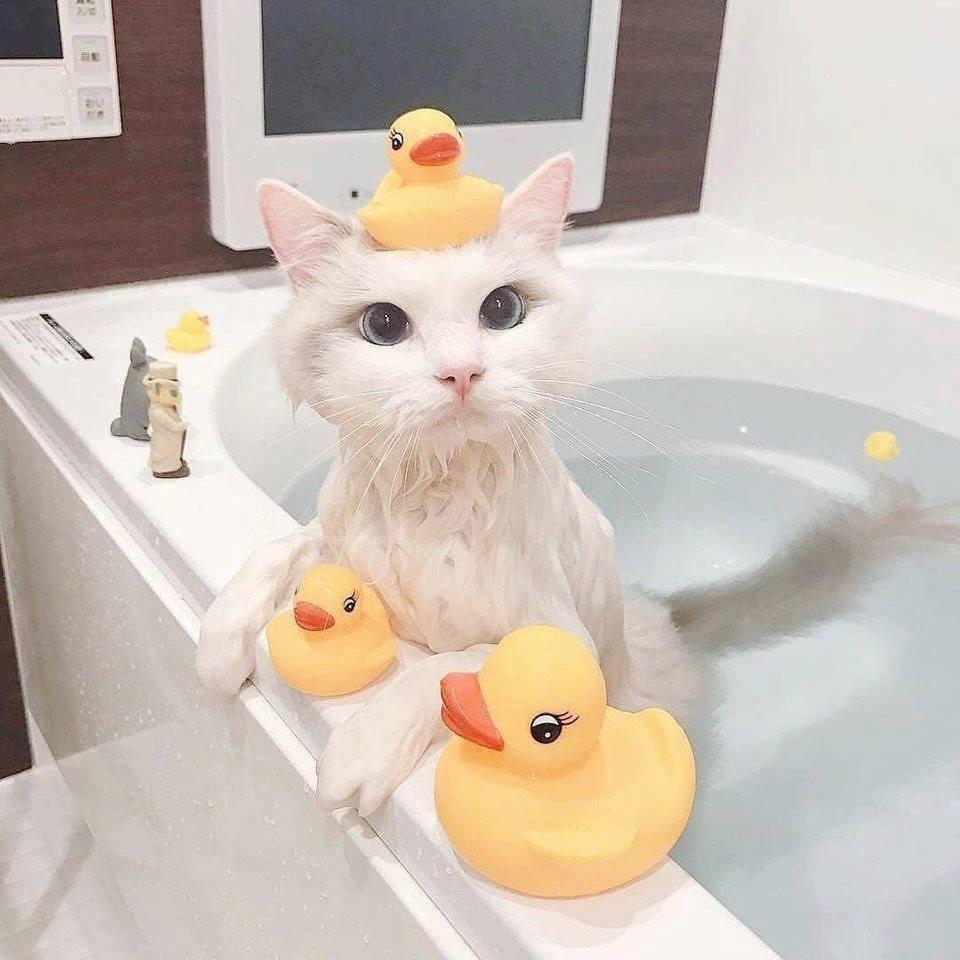 Duck%2C+duck%2C+cat