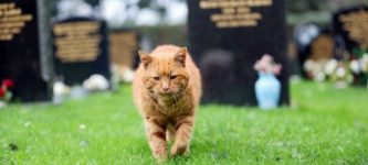 Barney+the+cemetery+cat+who+provided+comfort+to+mourners+for+20+years.