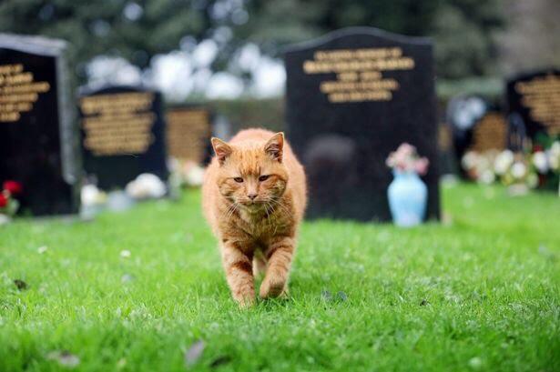 Barney+the+cemetery+cat+who+provided+comfort+to+mourners+for+20+years.